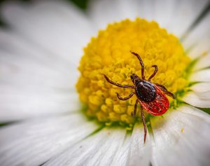 Zecke auf einer Blume
