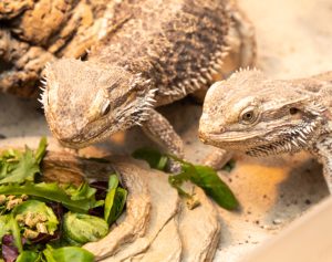 Header-Artikel: 2 Bartagame vor einer Futterschüssel mit Grünzeug.